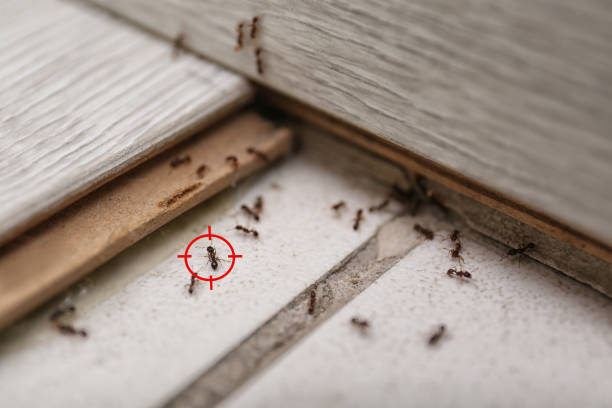 Best Pest Prevention Services  in Mountain Lakes, NJ