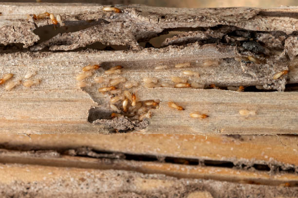 Best Bed Bug Extermination  in Mountain Lakes, NJ